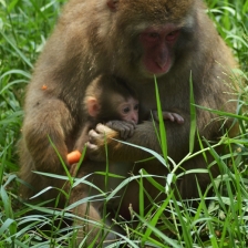a mother's Love by Zaldy Ogawa